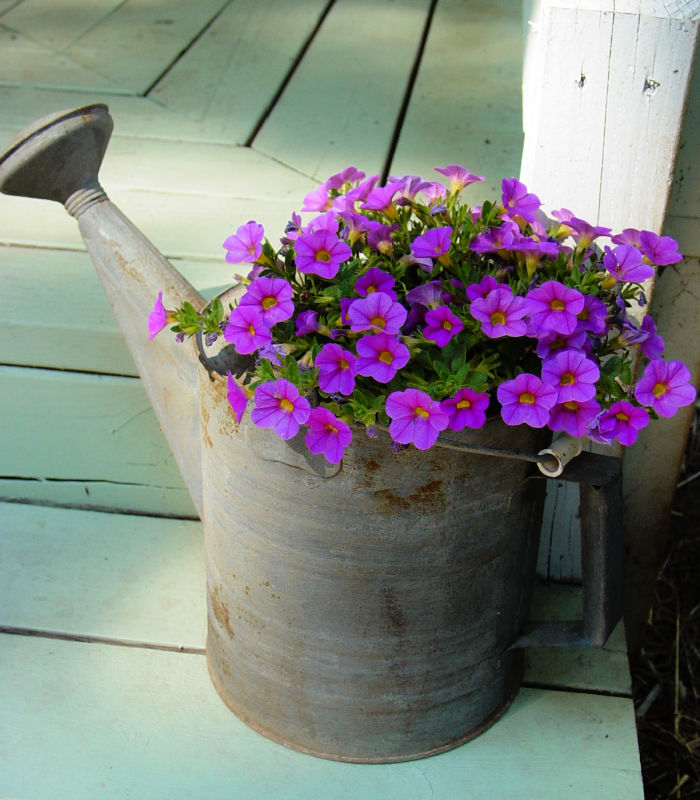 calibrachoa in watering can sitting on a porch step that is painted green
