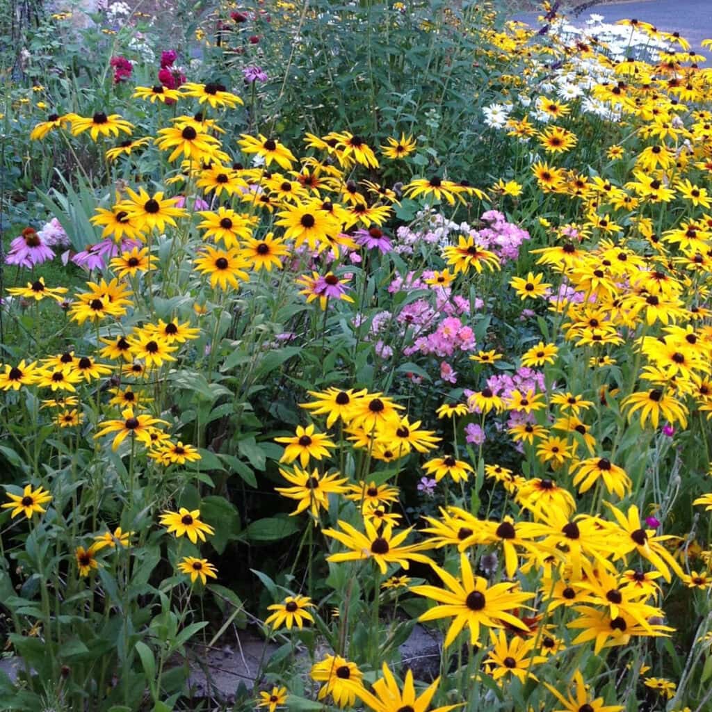 black eyed susans, phlox Sweet williams, monarda and daisies in a garden, flowers and gardening