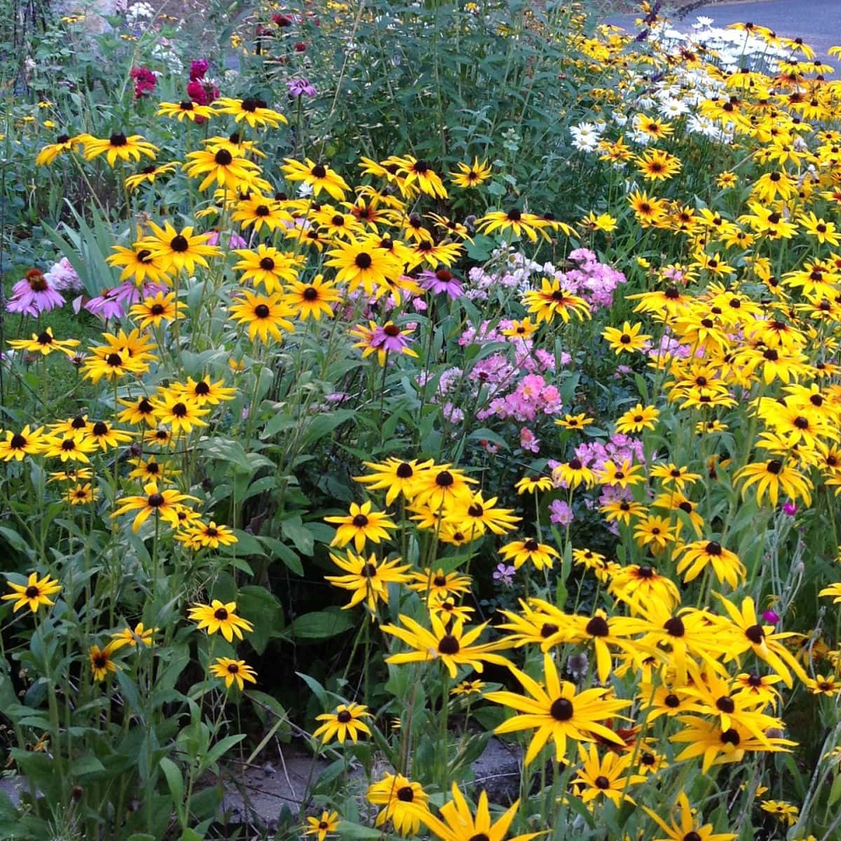 black eyed susans, phlox Sweet williams, monarda and daisies in a garden, flowers and gardening