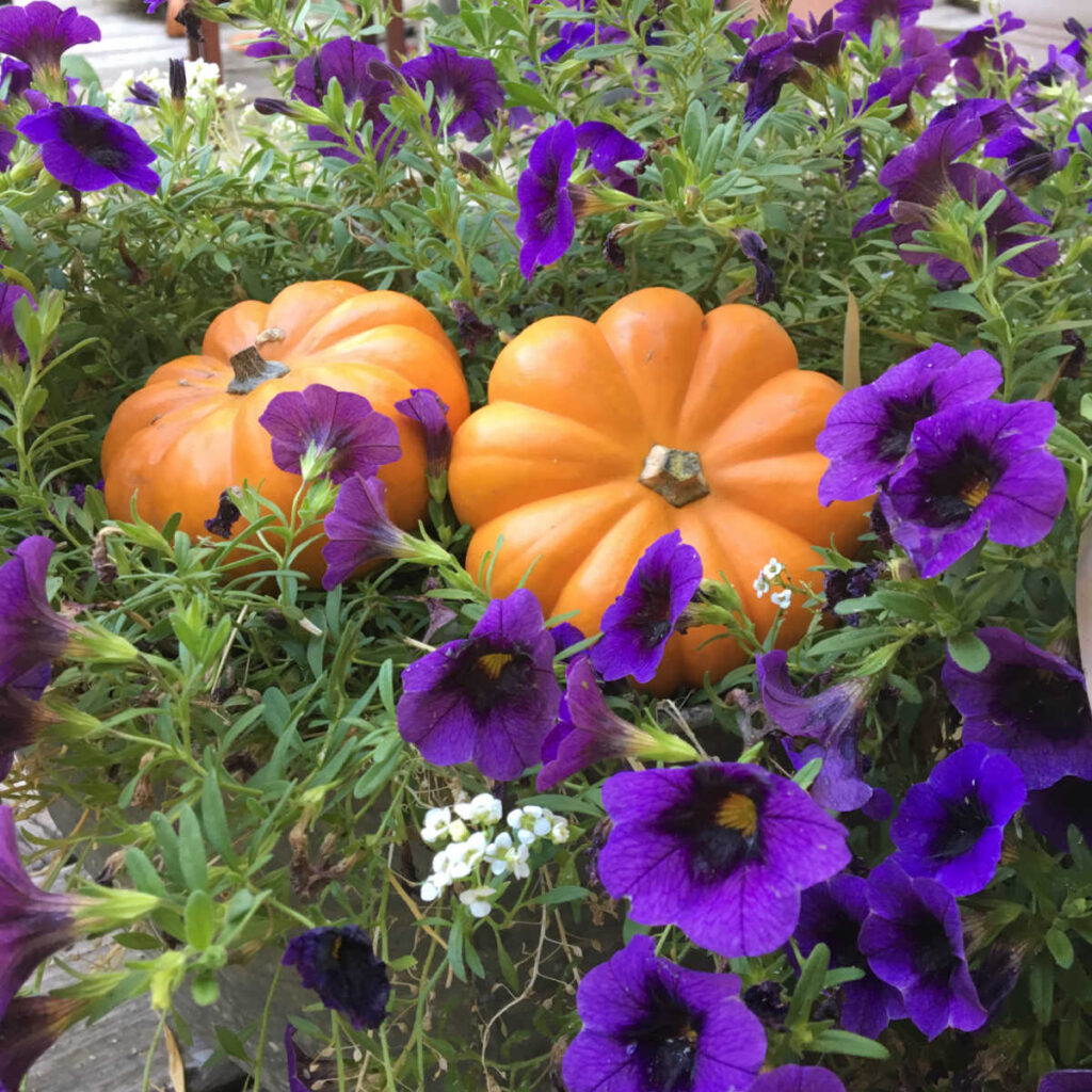 purple calibrachoa with orange pumpkings and white alyssum in a metal tub