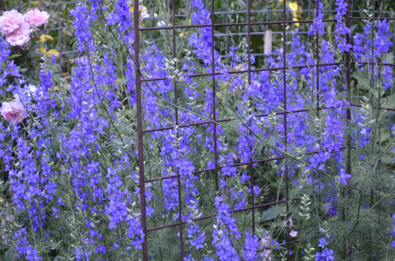 purple and blue larkspur growing in a garden