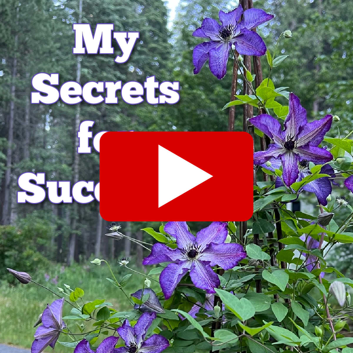 super nova clematis in garden with text overlay, my secrets for success, flower patch farmhouse dot com, YouTube play button overlays it all