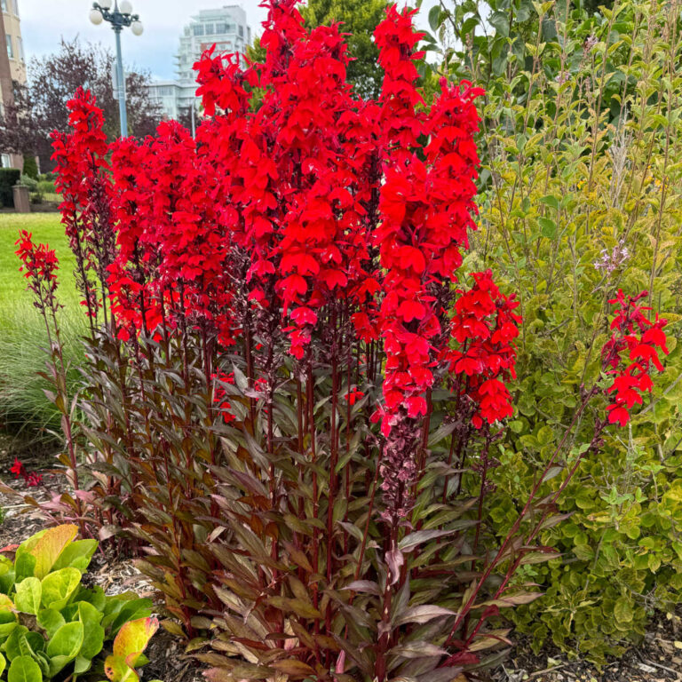 red cardinal flower bloomin in the garden