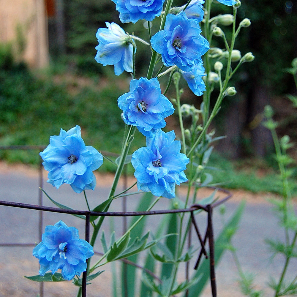 beautiful blue delphinium supported by a wire cage, plant supports for tall plants