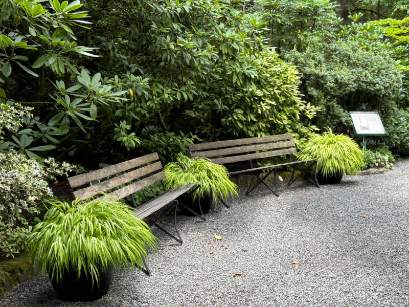 garden benches at Butchart gardens sitting beneath a rhodedendron and flanked by Hakonechloa macra, Japanese Forest Grass, along a gravel path