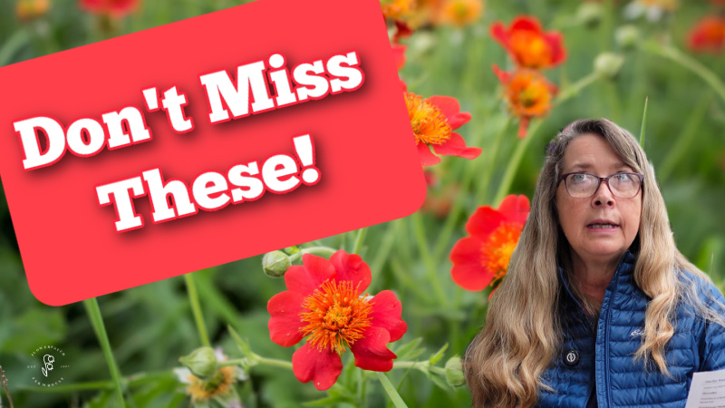red geum flowers in background behind woman in a teal coat, red button with text overlay reads: don't miss these!