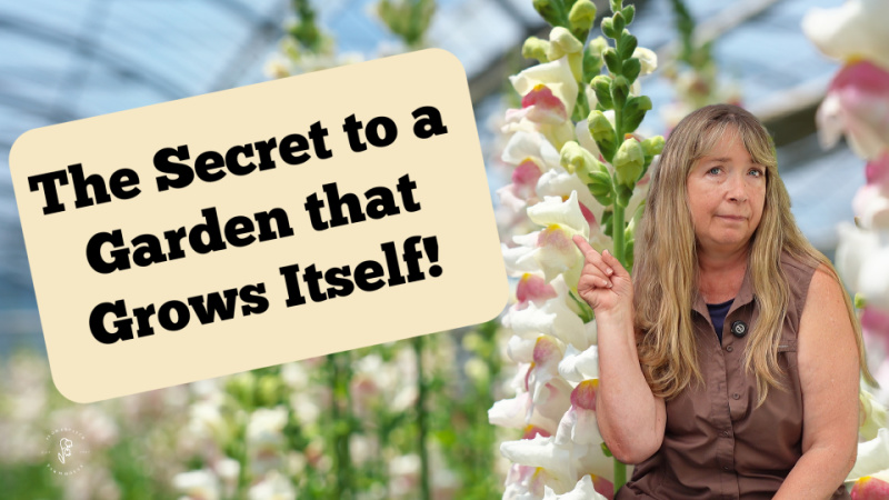picture of Pam Groppe in front of white snapdragons pointing to a text overlay that reads: The Secret to a Garden that Grows Itself! flower patch farmhouse dot com