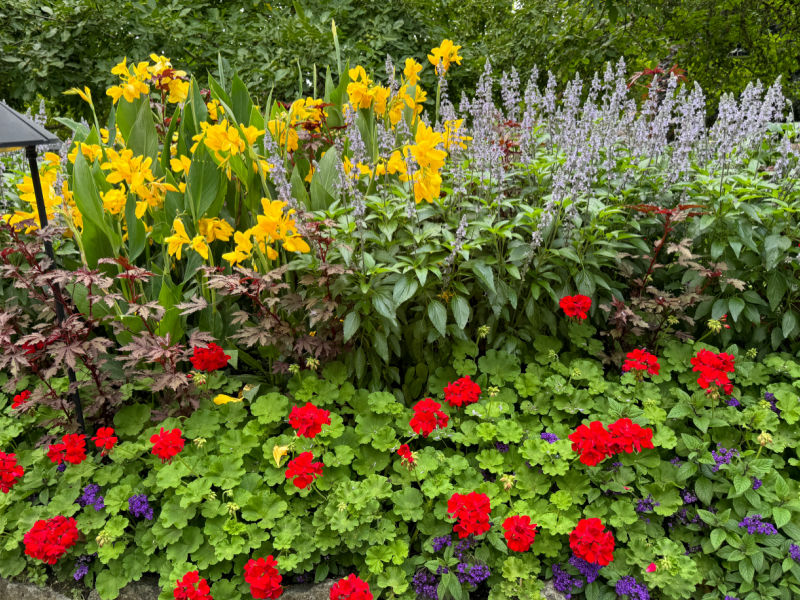 red geraniums, yellow canna lilies purple saliva planted to create color harmony at Butchart Gardens