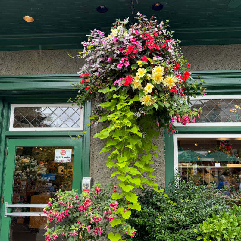 hanging basket filled with different flowers cascading in front of windows, sweet potato vine, petunias, begonias, wandering jew and fuschia