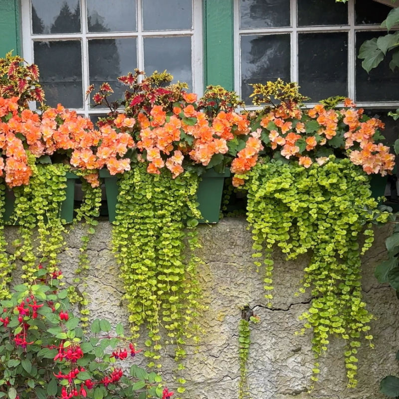 peach tuberous begonias planted with coleus and creeping jenny in window boxes