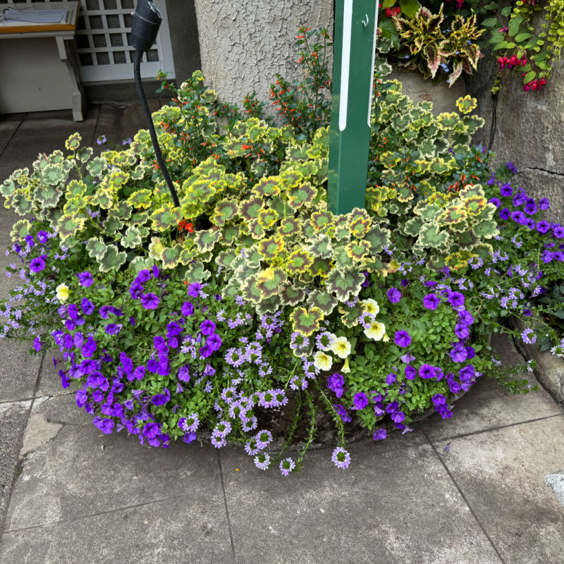 variegated geraniums planted with purple scaveola, purple and yellow petunias