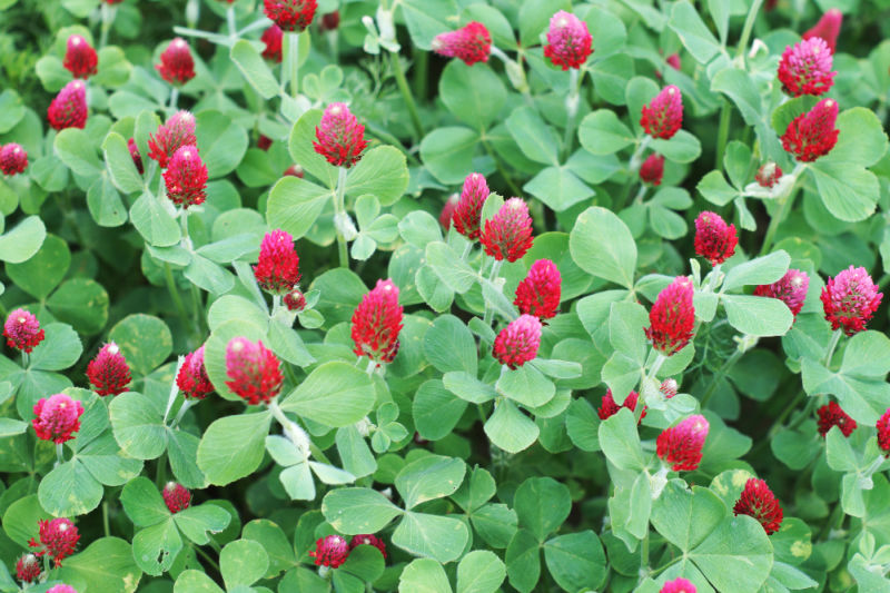 field of crimson clover, red flowers above green foliage