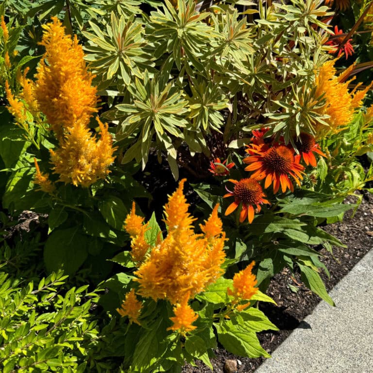 orange echinacea, yellow celosia with variagated euphorbia planted together in a garden, winter sowing flowers