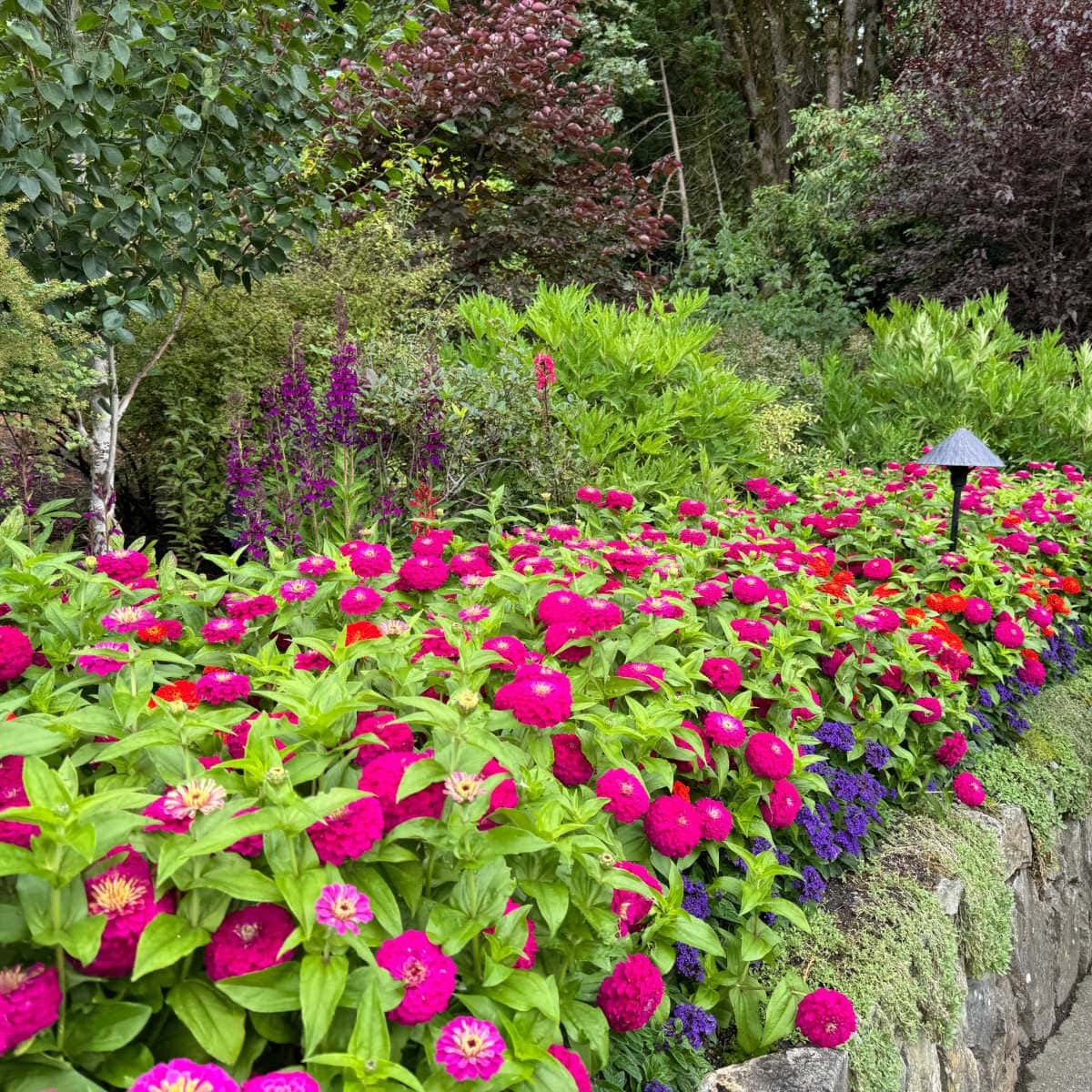 zinnias in garden bed with lobelia along a path, flower gardening tips
