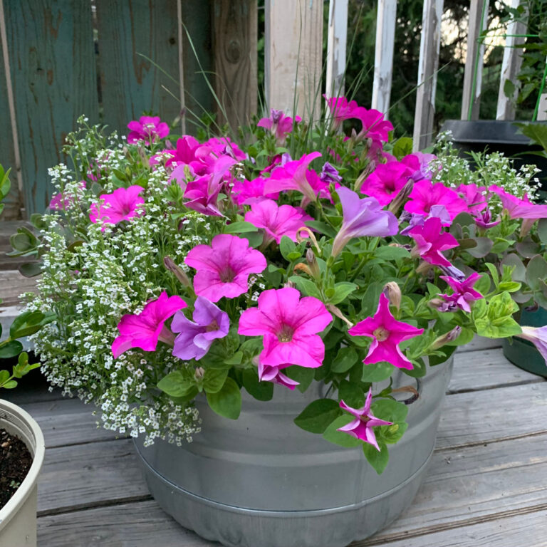 pink wave petunias with white alyssum in galvanized bushel basket from tractor supply