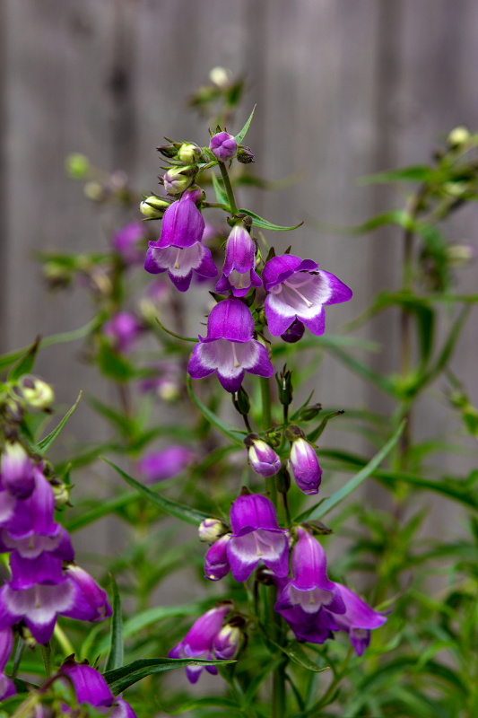 purple penstemon in a garden