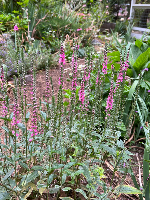 fuschia pink spiked flowers on a Perfectly Picasso veronia plant in the garden