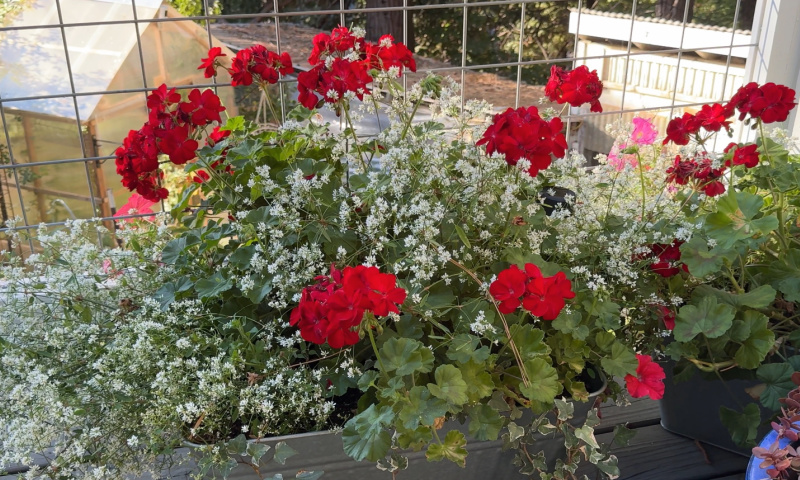 red geraniums / pelargoniums in flower pots with white euphorbia and variegated ivy