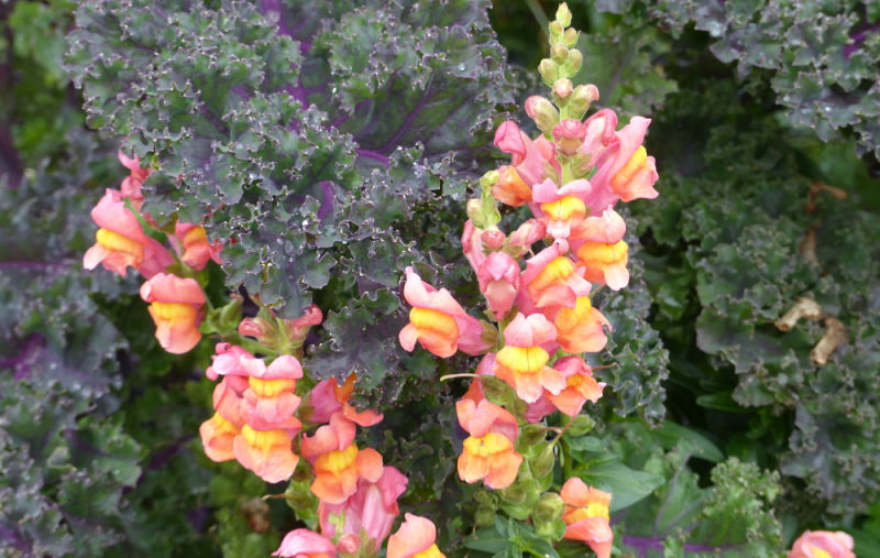 yellow with pink snapdragons planted with purple kale in the garden