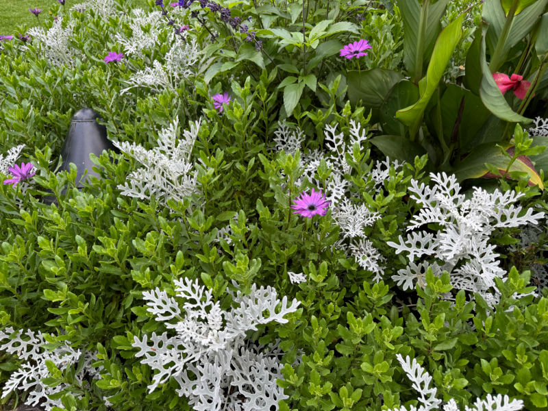 dusty miller, osteospermum with shrubs in the garden, wild area with calm at Butchart Gardens
