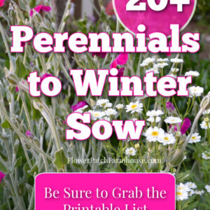rose campion and white feverfew flowers blooming in a garden, text overlay reads 20 plus perennials to winter sow, flower patch farmhouse dot com, pink button with text overlay reads, be sure to grab the printable list