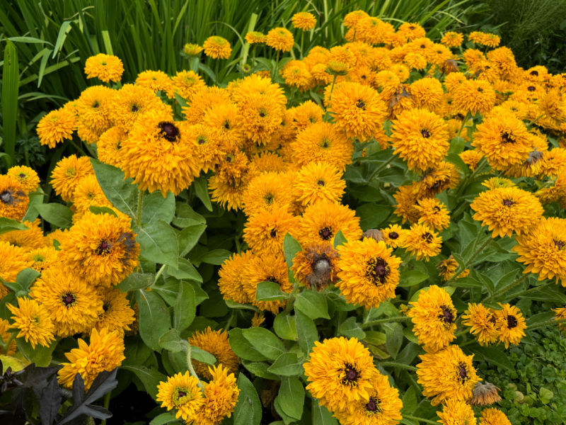 yellow double rudbeckia in garden butchart gardens