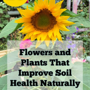 yellow sunflower in garden with text overlay that reads: 10 flowers and plants that improve soil health naturally, flower patch farmhouse dot com, they work for you!