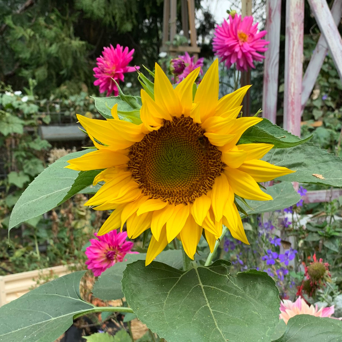 yellow sunflower growing in garden with bright pink dahlia behind, plants that improve soil