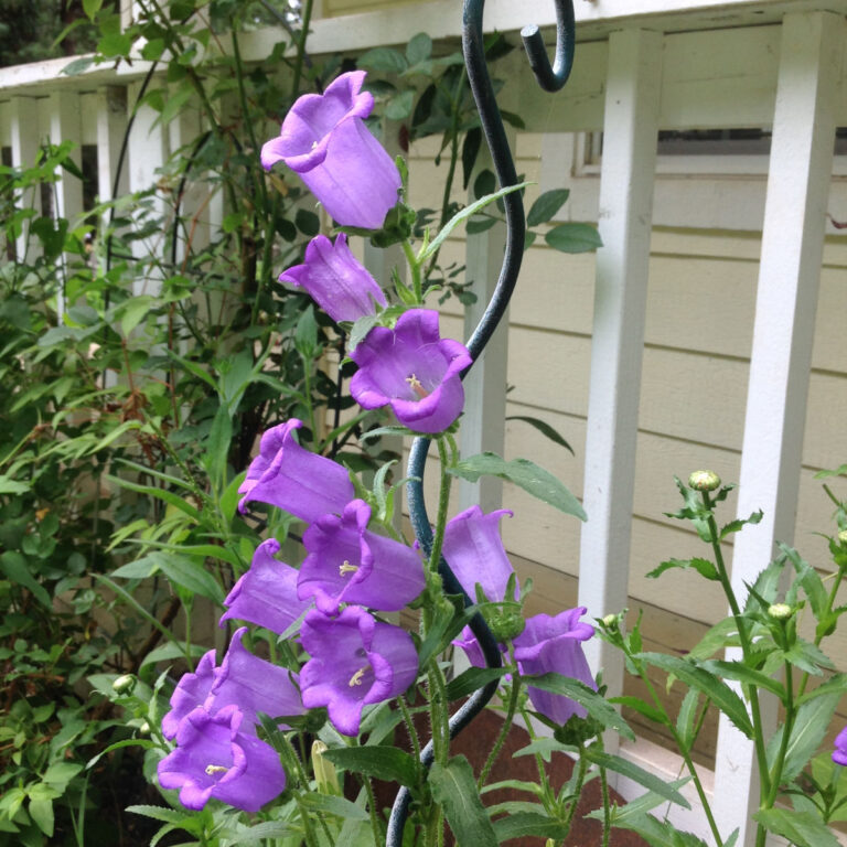 purple canterbury bells flowers blooming in the garden