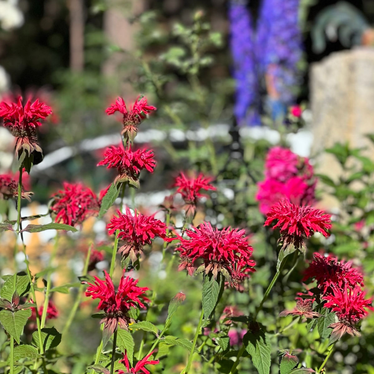 red monarda in the garden with dark blue delphinium in the background. long blooming perennials