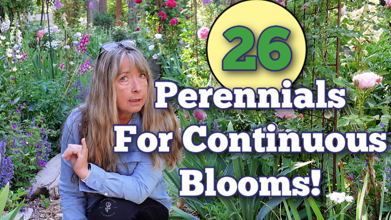 woman kneeling in a garden filled with perennial flowers and roses, text overlay reads: 26 perennials for continuous blooms