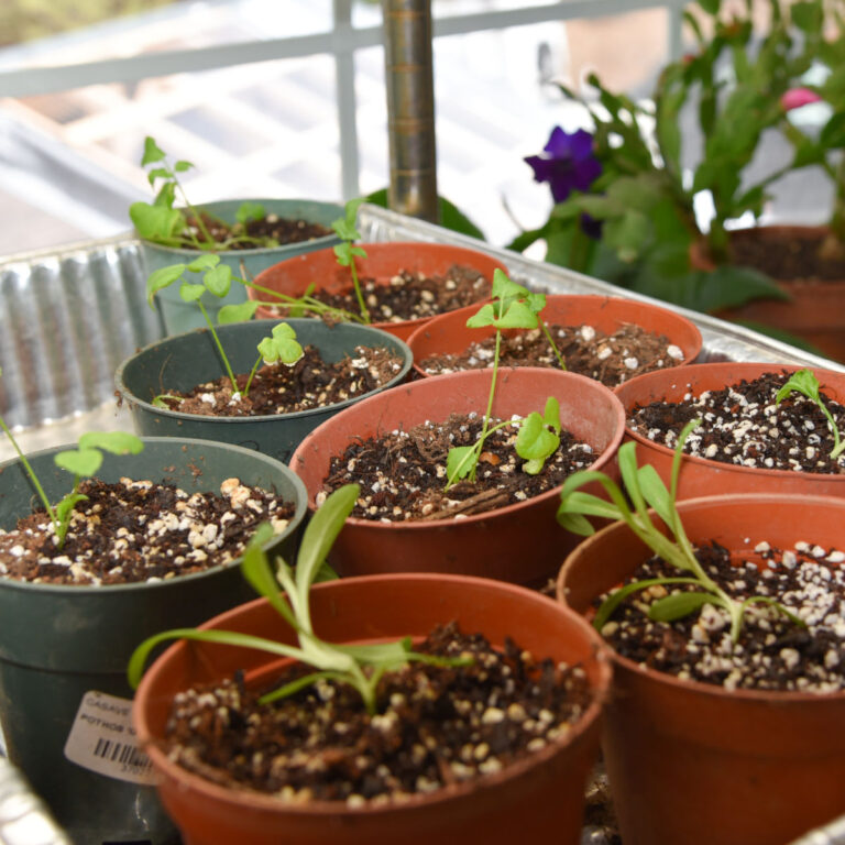 seedlings in small 3 inch pots sitting on a window sill, budget friendly seed starting