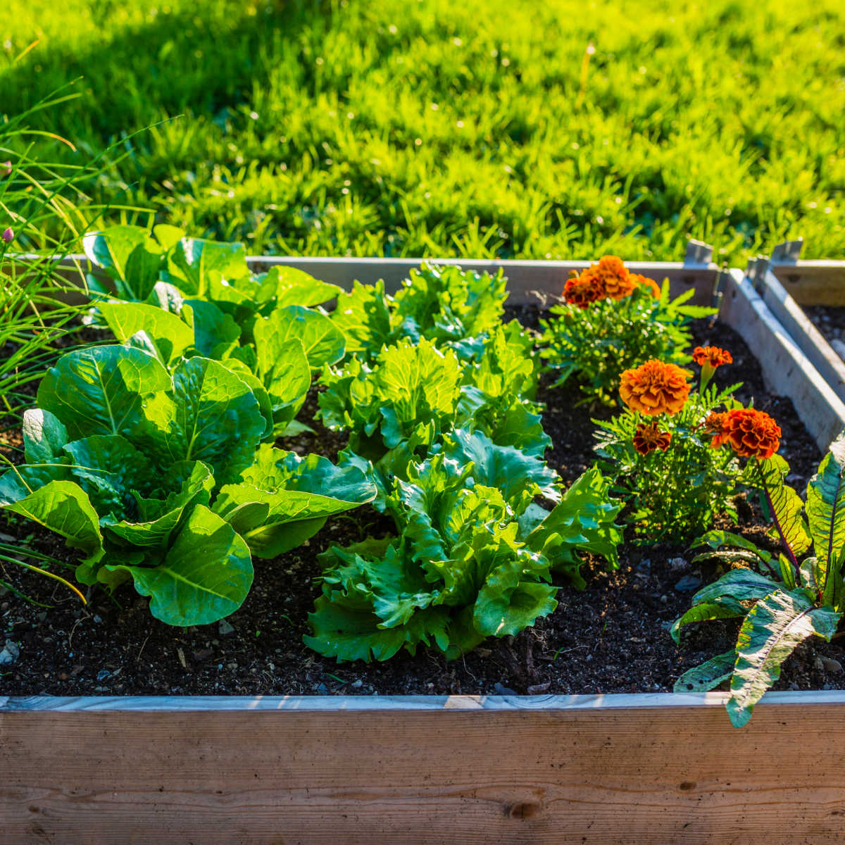 flowers growing with vegetables in a raised garden bed with green grass in the background