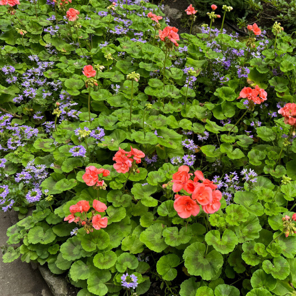 How to Divide Hardy Geraniums - Flower Patch Farmhouse