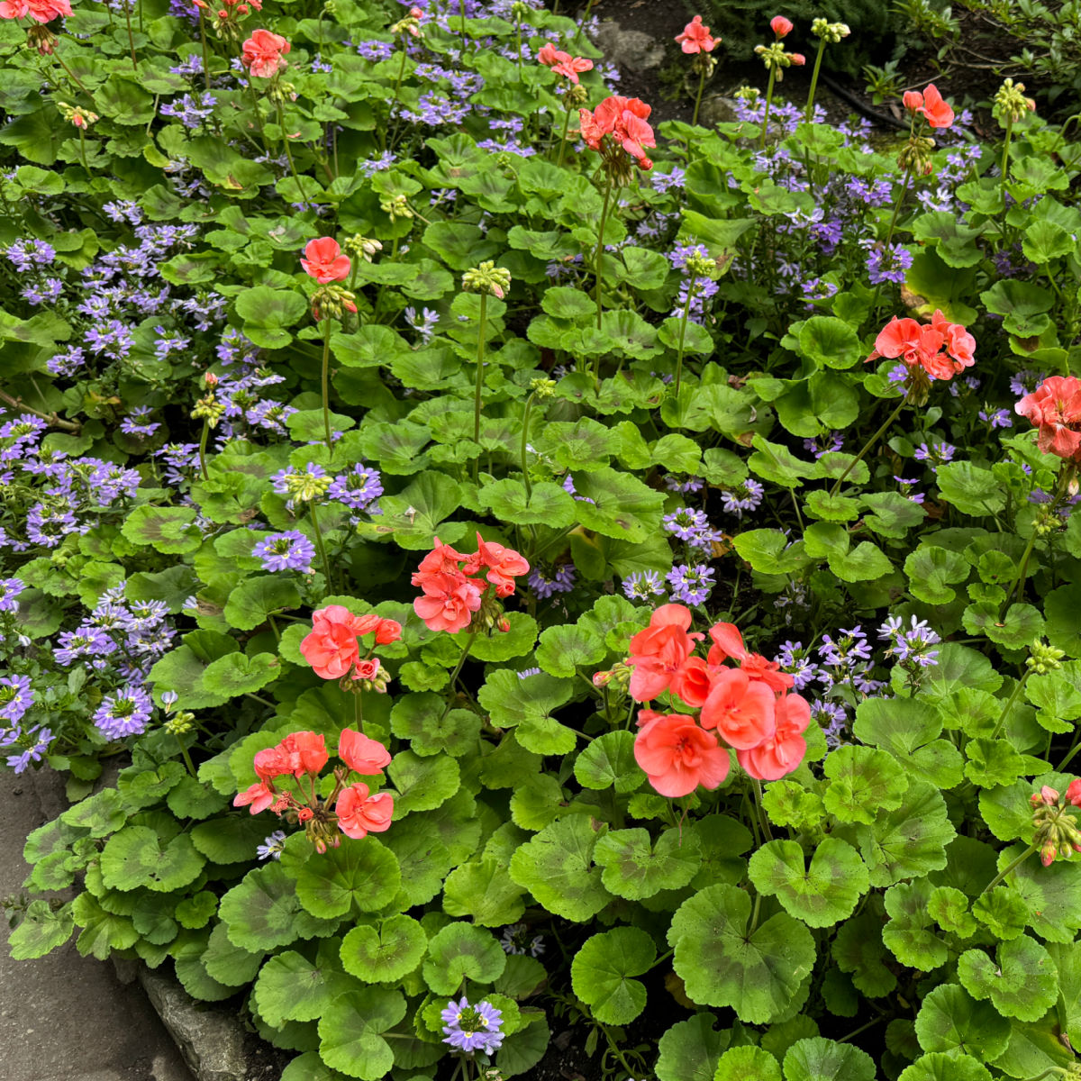 coral geraniums - pelargoniums planted with lavender scaveola in a garden, butchart gardens