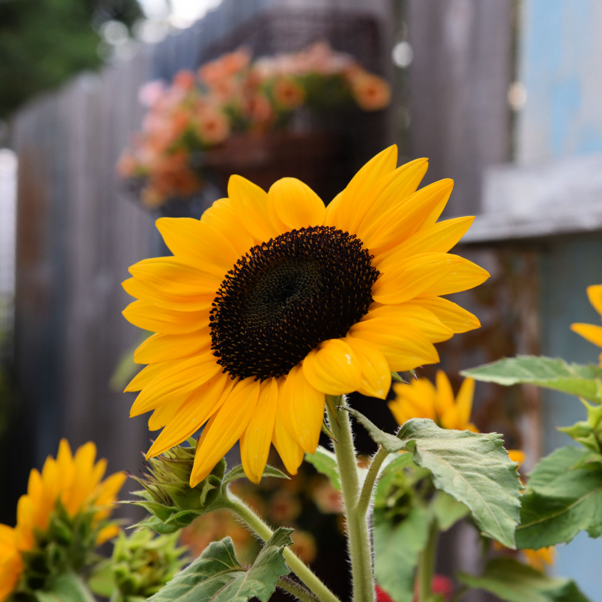 Solar Monitoring within the Backyard: A Newbie’s Information Solar Monitoring within the Backyard: A Newbie’s Information