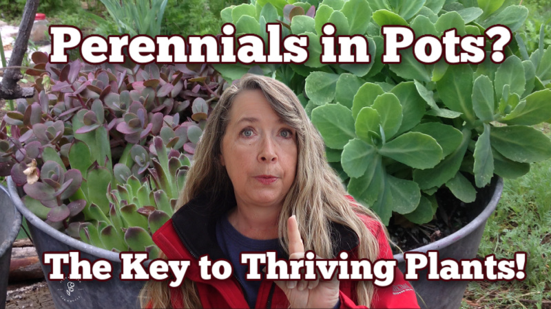 Pamela groppe in front of a galvanized tub of succulents. Text overlay reads: perennials in pots? The Key to Thriving Plants