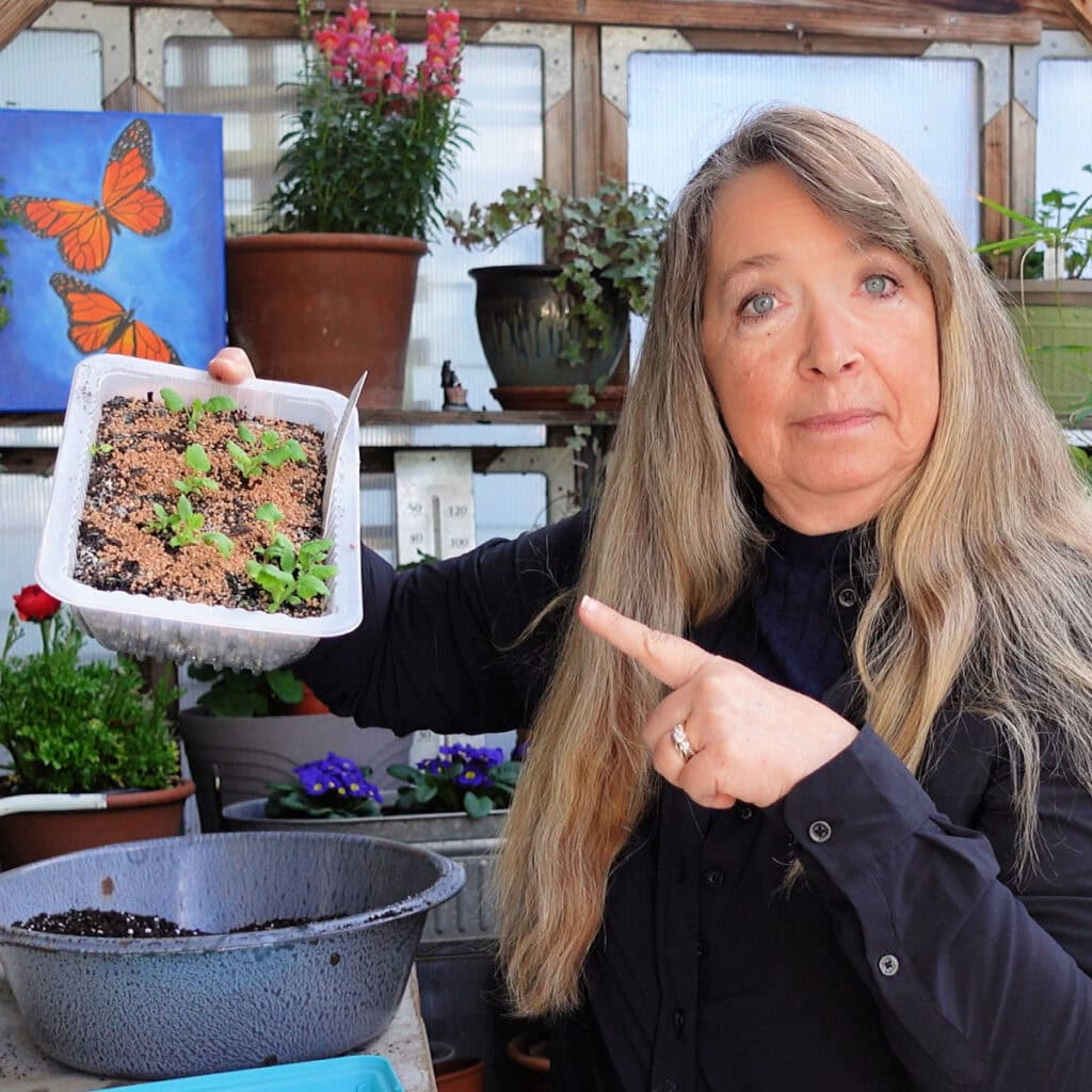 woman in a black shirt inside a greenhouse filled with plant pointing to a tray of seedlings.