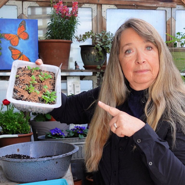 woman in a black shirt inside a greenhouse filled with plant pointing to a tray of seedlings.