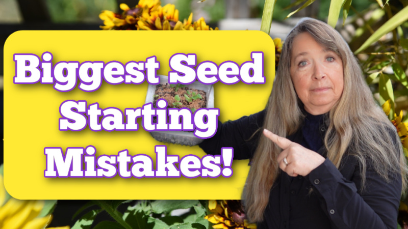 pamela groppe in front of a patch of black eyed susans holding and pointing to a tray of seedlings, with text overlay that reads: biggest seed starting mistakes! flower patch farmhouse dot com
