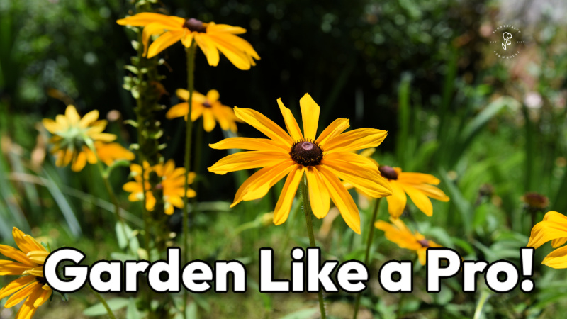 rudbeckia in the garden with text overlay: Garden Like a Pro! sun tracking or sun mapping the garden