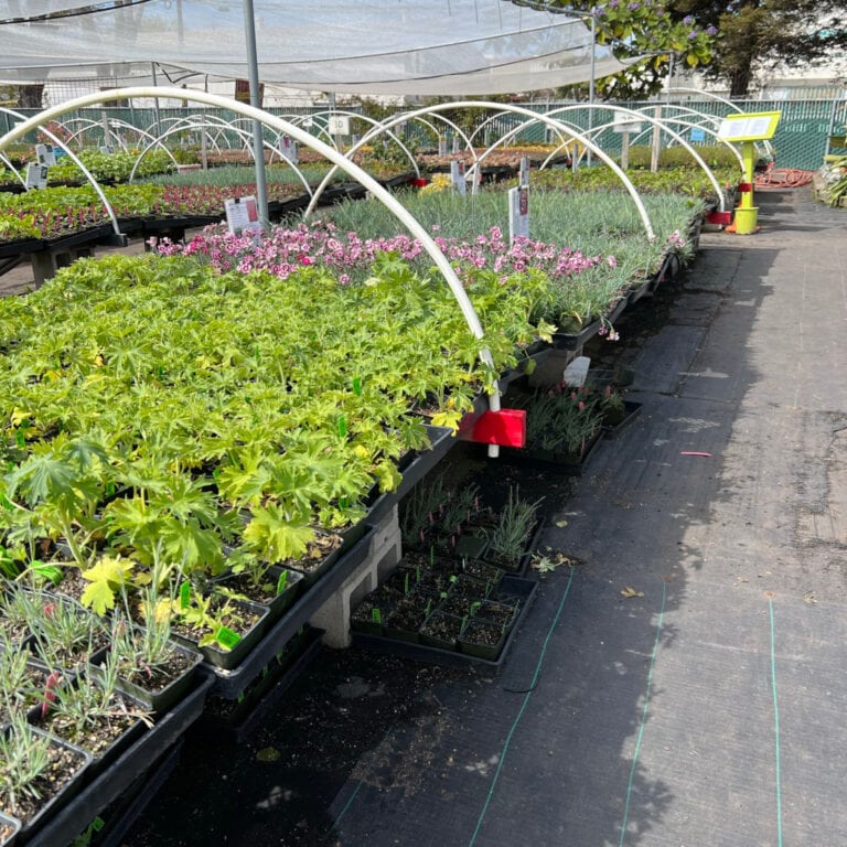 plants on a table at a nursery ready to purchase, how to buy plants