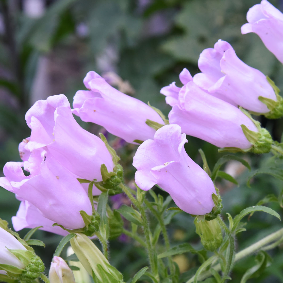 pink canterbury bells growing in a garden