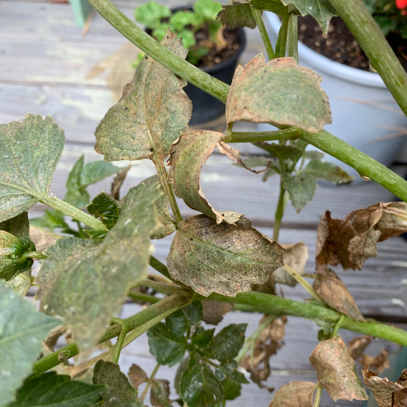 close up on plant leaves suffering from spider mites, brown leaves and sticky substance showing