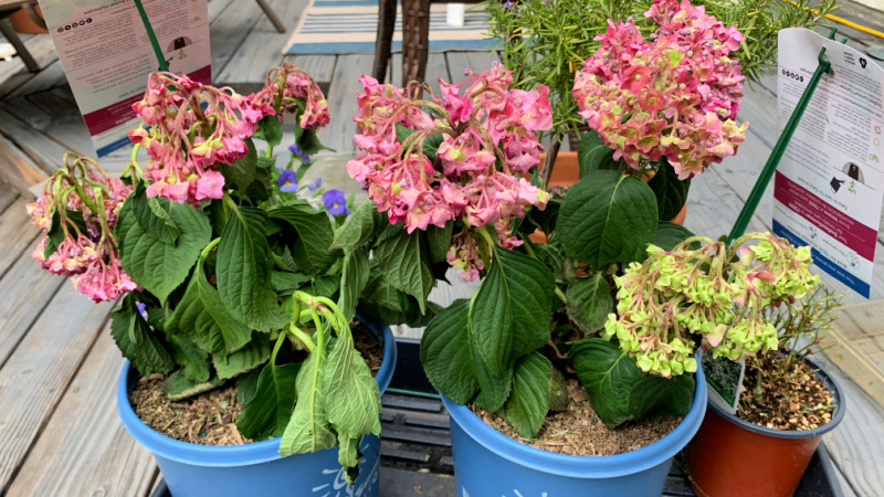 two wilted hydrangeas with pink flowers