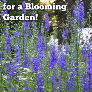 patch of blue larkspur growing beautifully in a garden, text overlay reads: grow stunning larkspur: easy tips for a blooming garden!, purple button grahic with text overlay: discover how here! flower patch farmhouse dot com