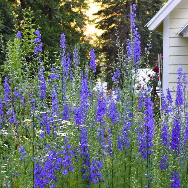patch of blue larkspur growing in a garden