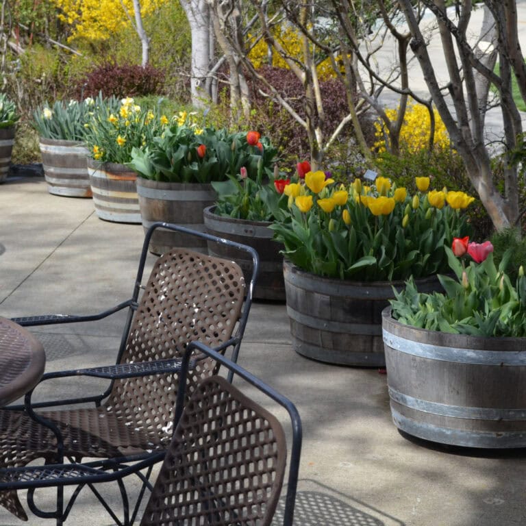 patio chairs on a cement surface in front of containers planted with tulips, perennial cottage garden containers