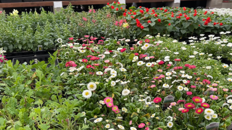six packs of new plants at the nursery or garden center