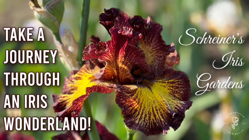 beautiful deep red iris with yellow striping, text overlay reads: take a journey through an Iris Wonderland, Schreiner's Iris Gardens